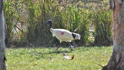 Ibis walking across grass near tall reeds at the edge of a wetland.
