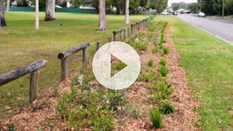 A verge garden with small plants and mulch with a play button to play video
