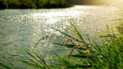green grass around a blue river with the sun shining on the water