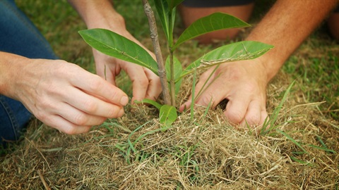 Tree Planting.jpg