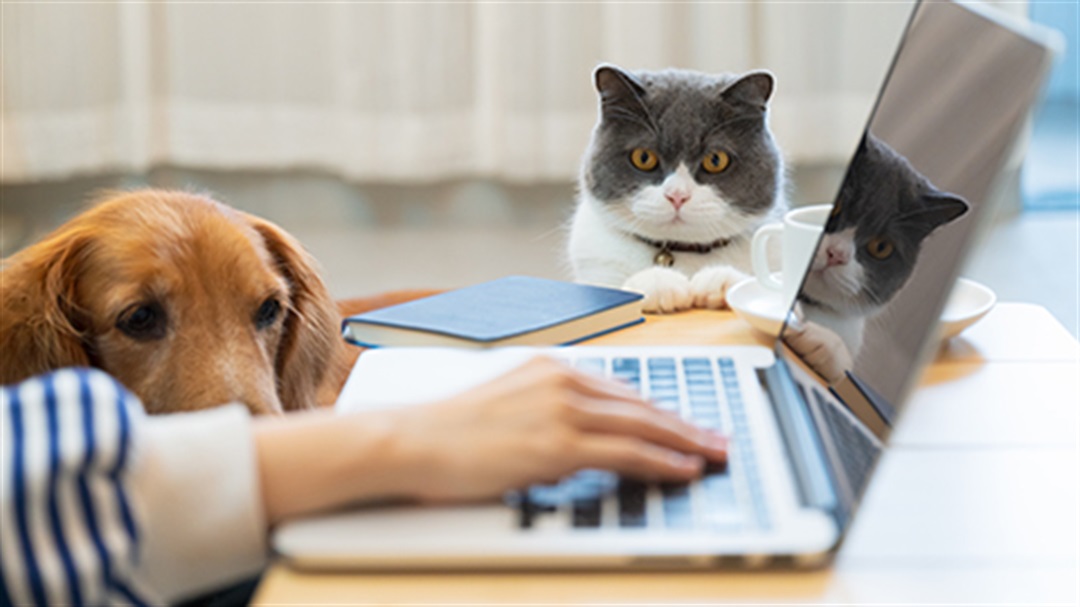 Cat and dog registration renewal City of Moreton Bay