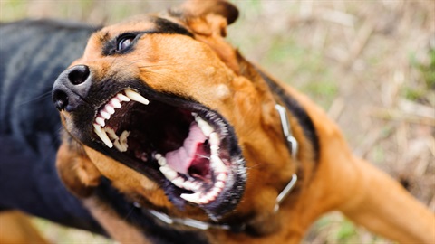 Angry dog bares its teeth at the camera