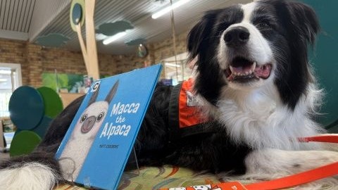 Scout the Story Dog at Burpengary Library.