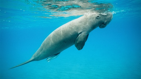 Dugong Surfacing