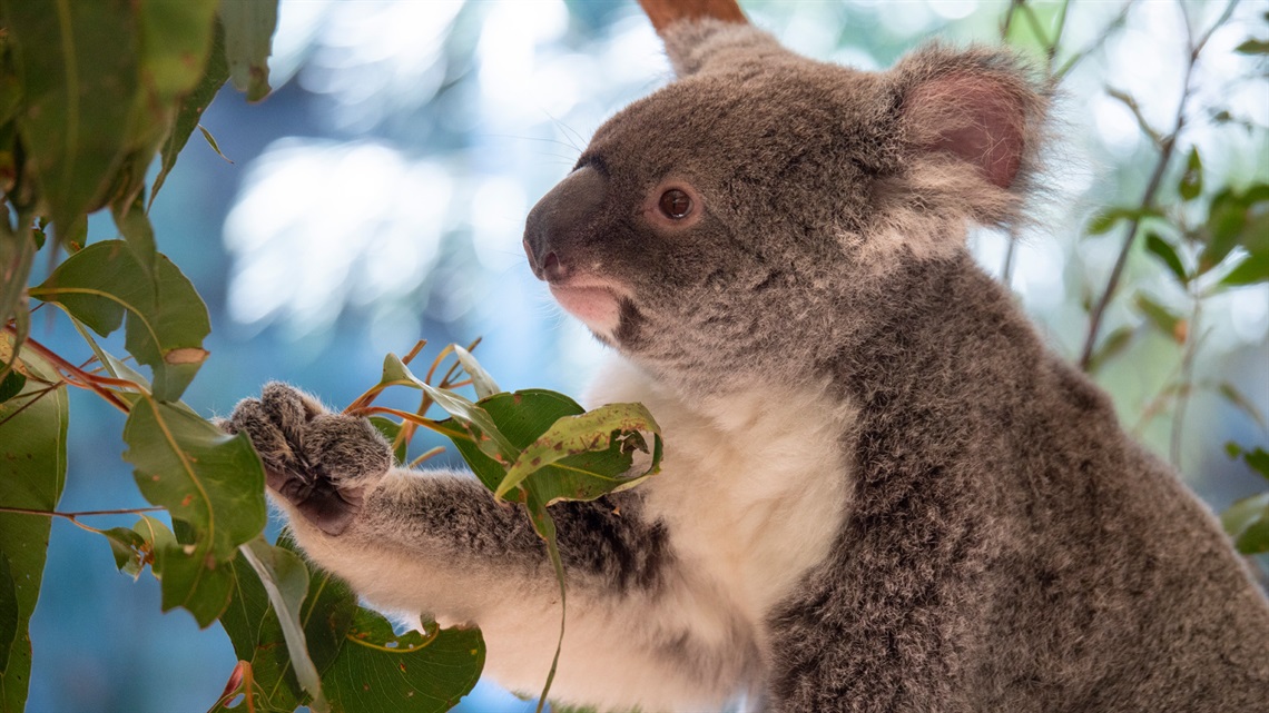 Koala CCTV technology