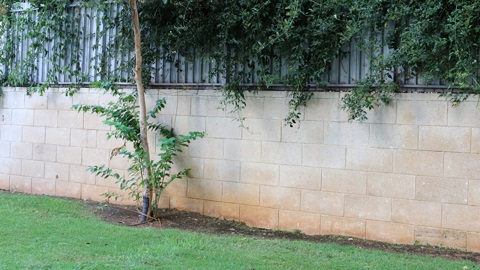 A retaining wall with green trees along the top.