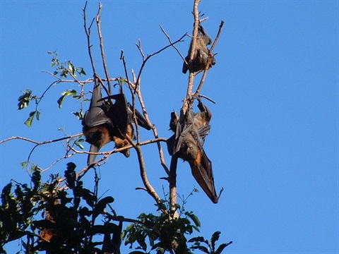 Flying Fox 