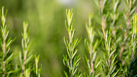 Rosemary for Anzac Day