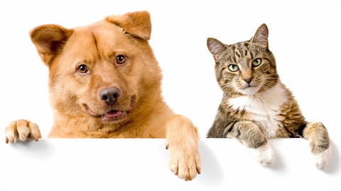 Cat and Dog.jpg