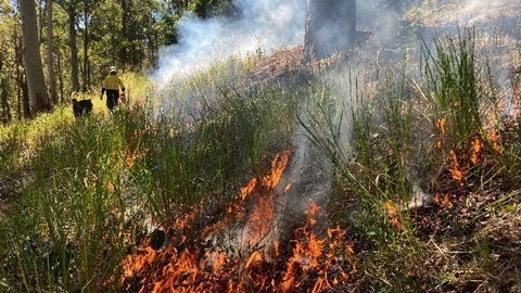 A photo of a small fire during a planned burn conducted by Council.