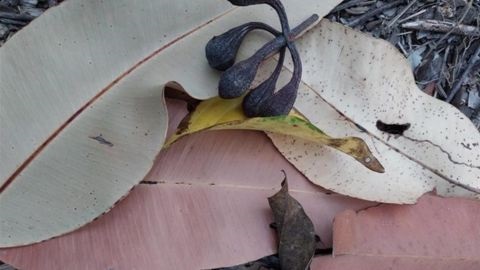 Looking down, a close up of different coloured leaves
