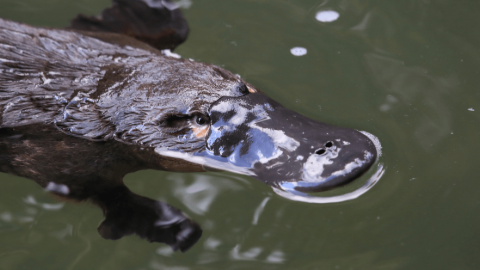 a brown coloured platypus swimming in the water with its head slightly above the water