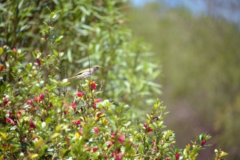 Local flora and fauna