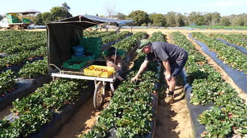 Two people working in a strawberry field, picking fruit beside a small mobile cart loaded with trays and equipment.