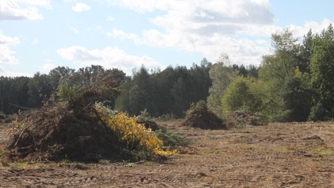 A pile of branches and vegetation debris is positioned to the left of the image, there are dirt tracks where machinary has moved through the dirt. Behind the pile is bushland.