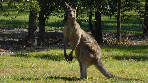 Male kangaroo