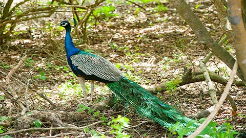 Peafowl - peacocks and peahens.
