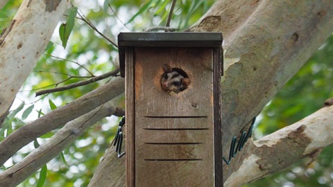 Native tree with nest box and native animal poking its head out