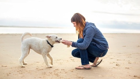 Dog Off-Leash Trial