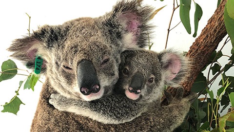 Mother and joey koala.jpg