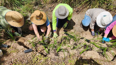 Group of people from a bushcare group planting 