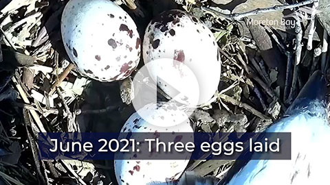 Watch our osprey chicks grow - hatched 2021