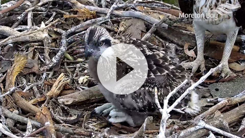 Watch our osprey chick - hatched 2020