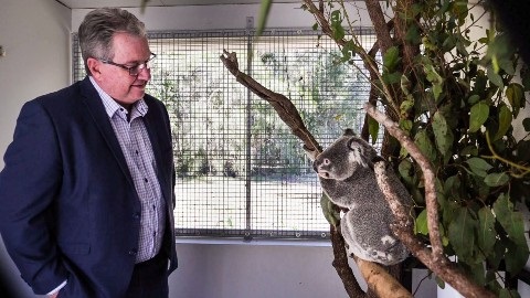 Mayor Flannery and koala