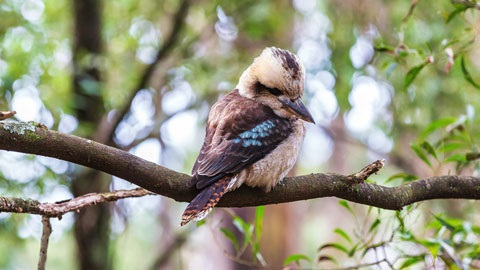 A Kookaburra in a tree