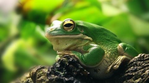 Green tree frog sitting on a rock