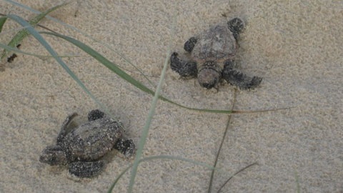Aerial view of two turtle hatchlings crawling on golden sand, there is sea grass swaying over them