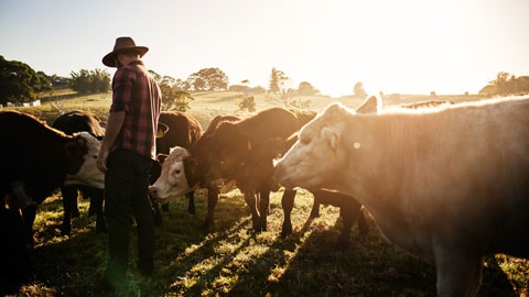 Famer feeding his cattle