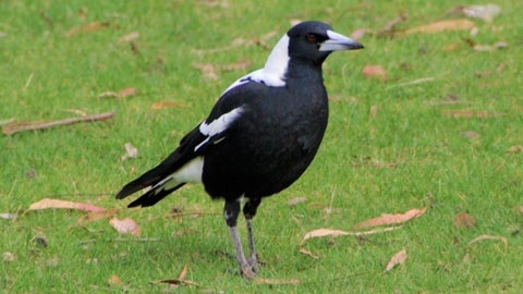 The Australian magpie - a devoted parent