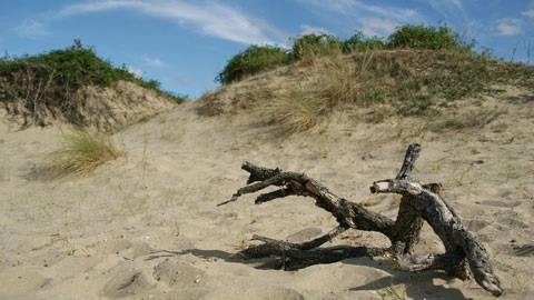 A sand dune and tree branch.