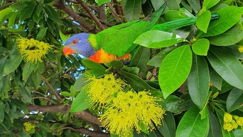 A rainbow lorikeet enjoying some nectar from a golden penda